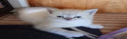 British Shorthair cats for sale: Beautiful British Shorthaired kittens  - Advert 3