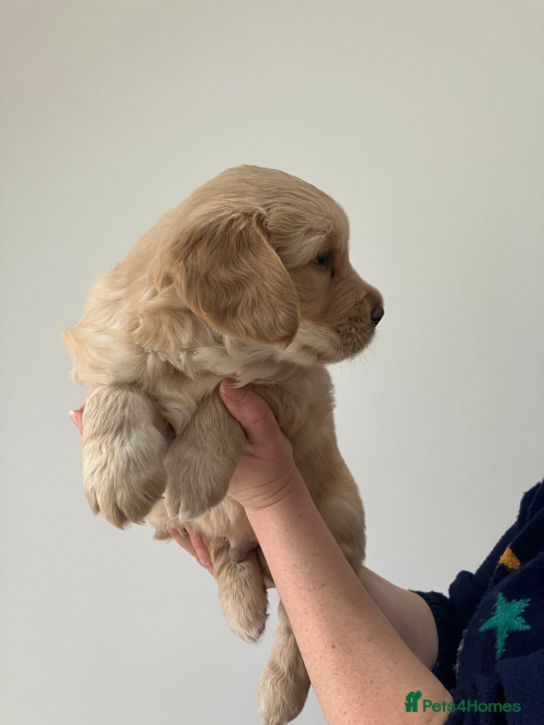 Golden Retriever dogs for sale: KC Registered Golden Retriever Male Ready  24/12 - Advert 1