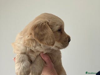 Golden Retriever dogs KC Registered Golden Retriever Male Ready Xmas Eve - Advert 1