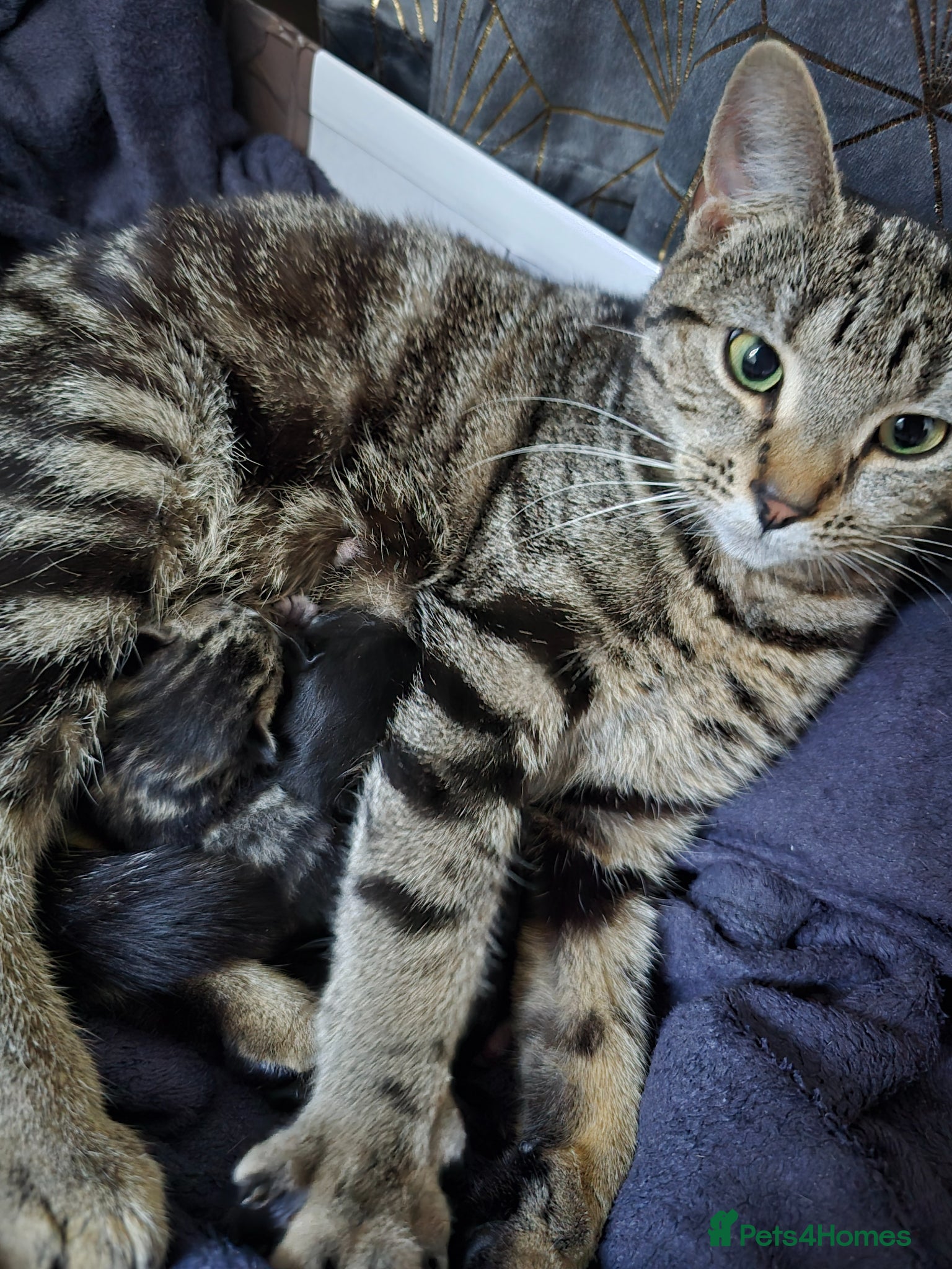 Mixed Breed cats Title: Beautiful Blue Eyed Siamese Type Kittens - Advert 3