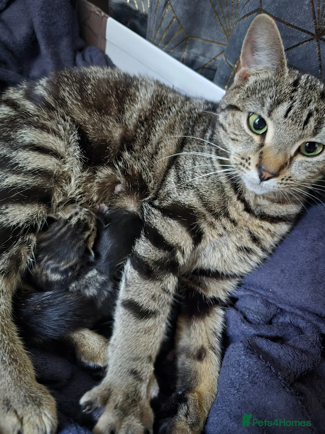 Mixed Breed cats for sale: Title: Beautiful Blue Eyed Siamese Type Kittens - Advert 1