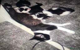 Mixed Breed cats for sale: Kittens available  - Image 9