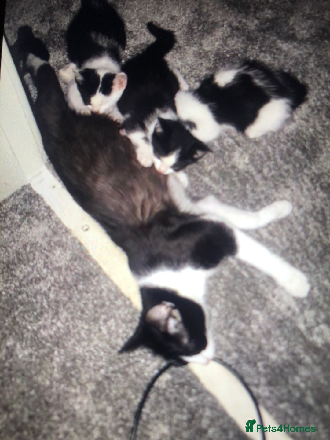 Mixed Breed cats for sale: Kittens available  - Image 9