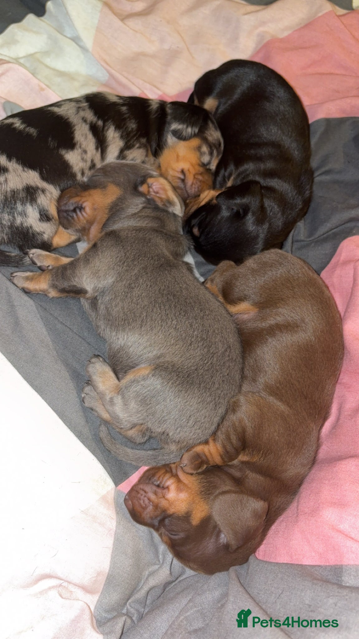 Miniature Dachshund dogs Last little silver girl available  - Advert 1