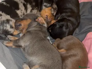 Miniature Dachshund dogs Last little silver girl available - Advert 1