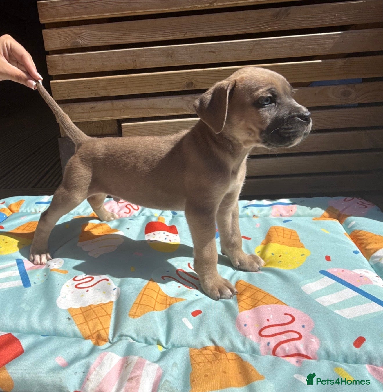 Cane Corso dogs Stunning champion bloodline cane corso💕 - Advert 1