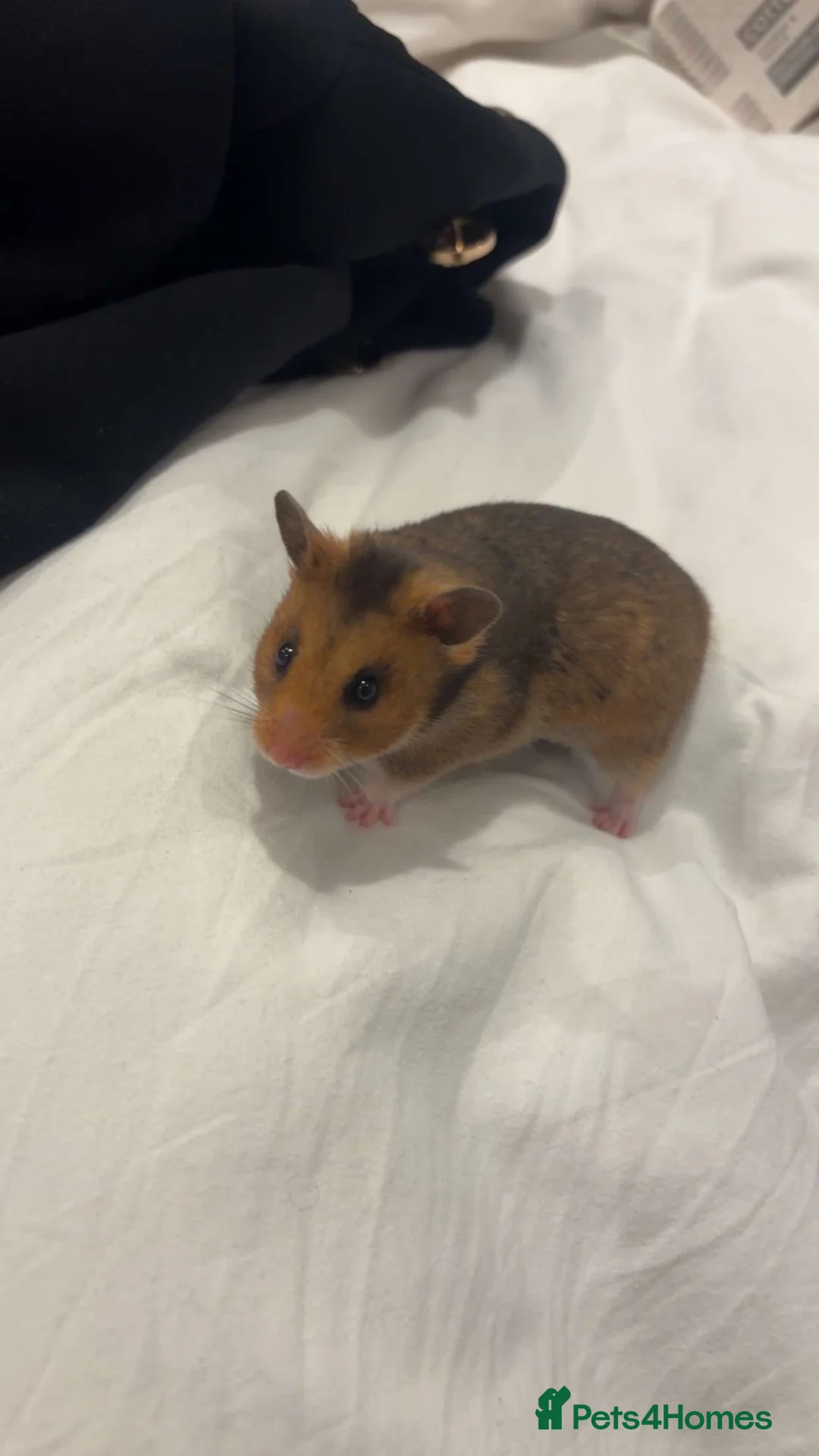 Hamster rodents for sale: Female Syrian hamster  in Potters Bar - Advert 2