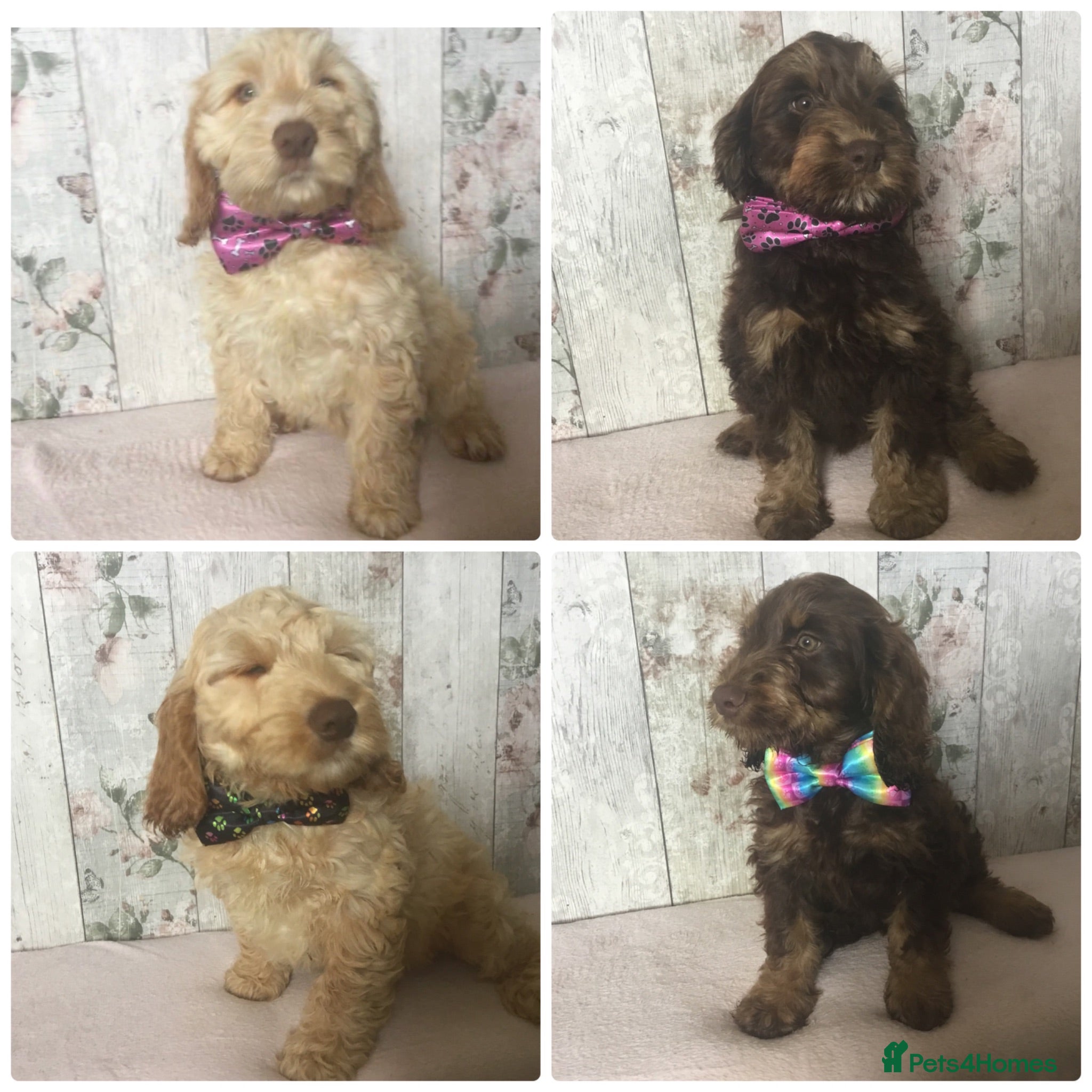 Mixed Breed dogs Medium to small Mini Doodle pups - Advert 2