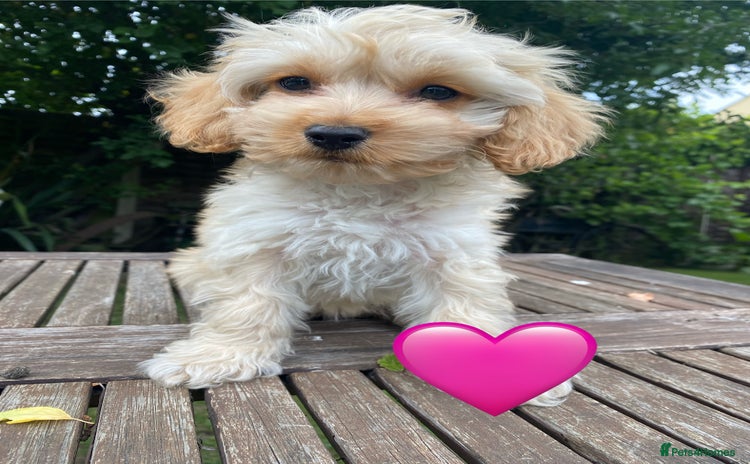 Cockapoo dogs - Advert 1