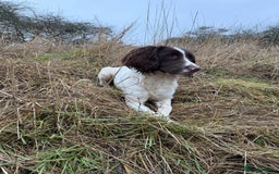 English Springer Spaniel dogs for sale: 1 year old KC registered English springer - Image 6