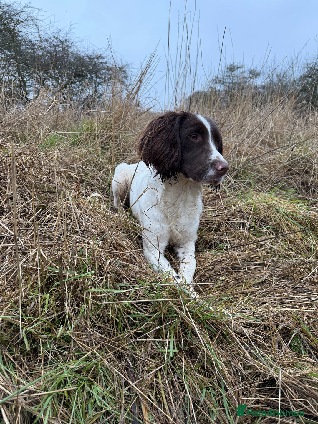 English Springer Spaniel dogs for sale: 1 year old KC registered English springer - Image 6