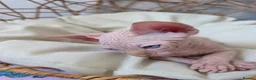 Sphynx cats for sale: Beautiful Canadian Sphynx Kittens Available 💎 - Advert 29