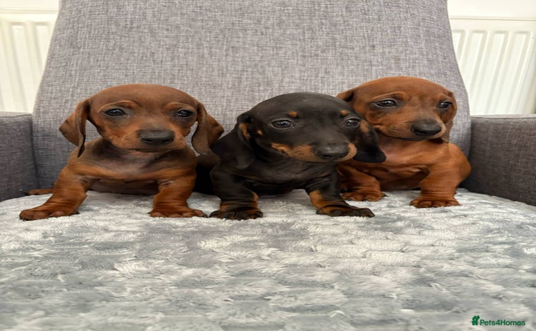 Dachshund dogs - Advert 11