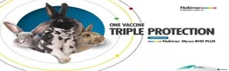 Continental Giant rabbits for sale: PURE Continental Giants - Vaccinated- RESERVE    - Advert 7