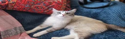 Mixed Breed cats for sale: 1 Gorgeous Female Kitten-Ready Now -Vet Checked - Advert 9