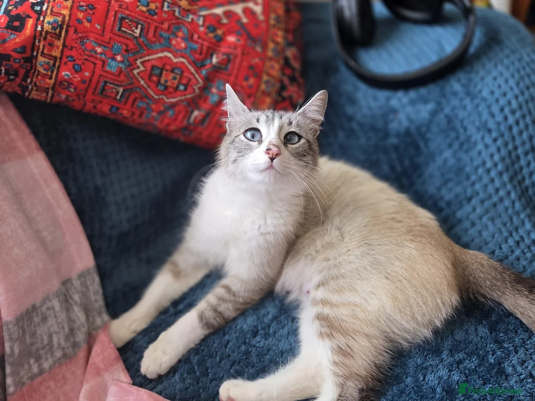 Mixed Breed cats for sale: 1 Gorgeous Female Kitten-Ready Now -Vet Checked - Advert 9