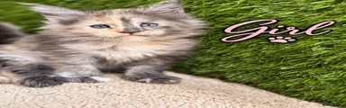 Maine Coon 3