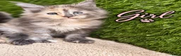 Maine Coon cats for sale: Beautiful Baby Maine Coon Kittens - Advert 6