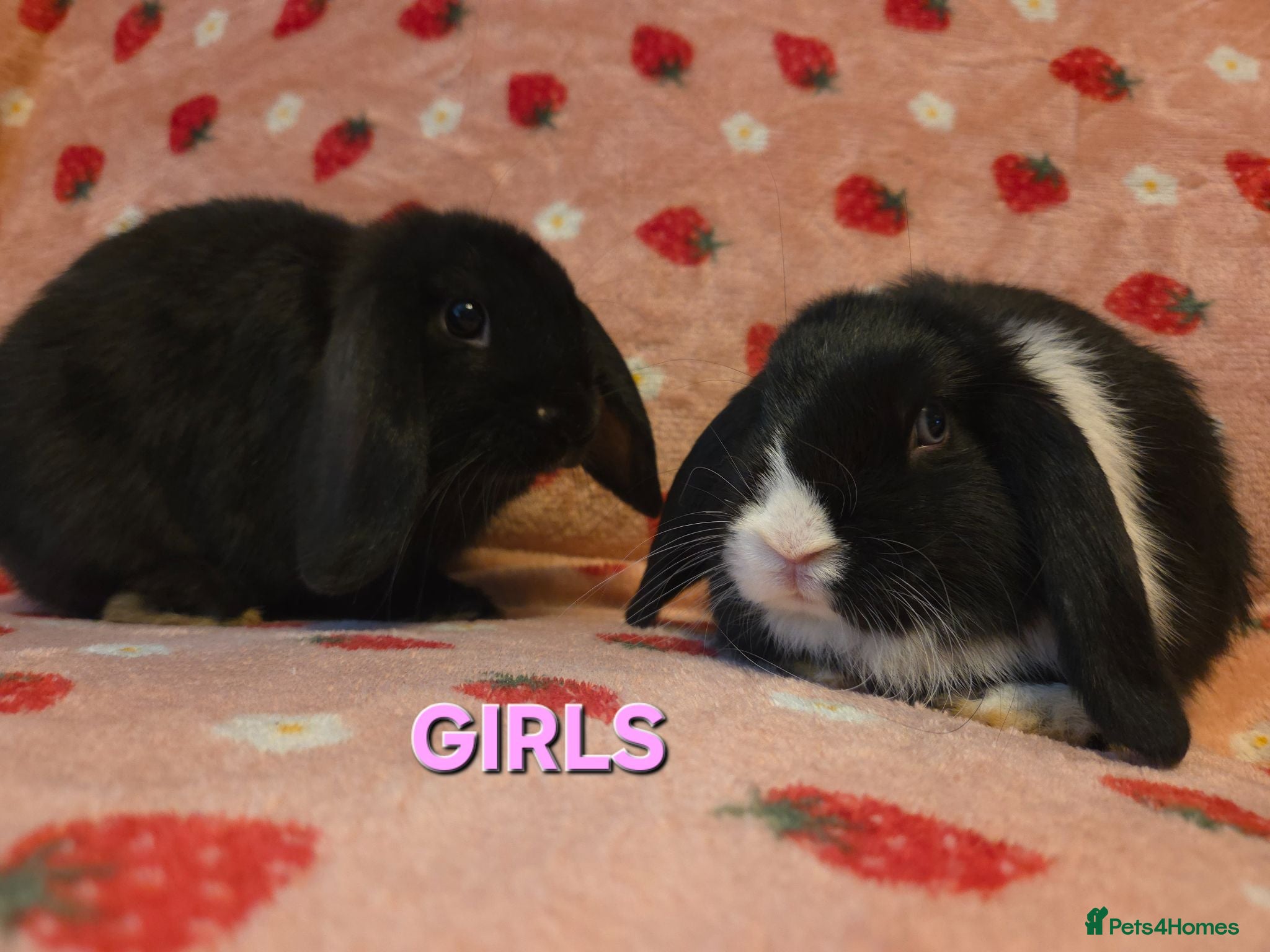 Dwarf Lop rabbits Chunky mini lop 2 girls left - Advert 2
