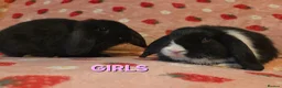 Dwarf Lop rabbits for sale: Chunky mini lop 2 girls left - Advert 2