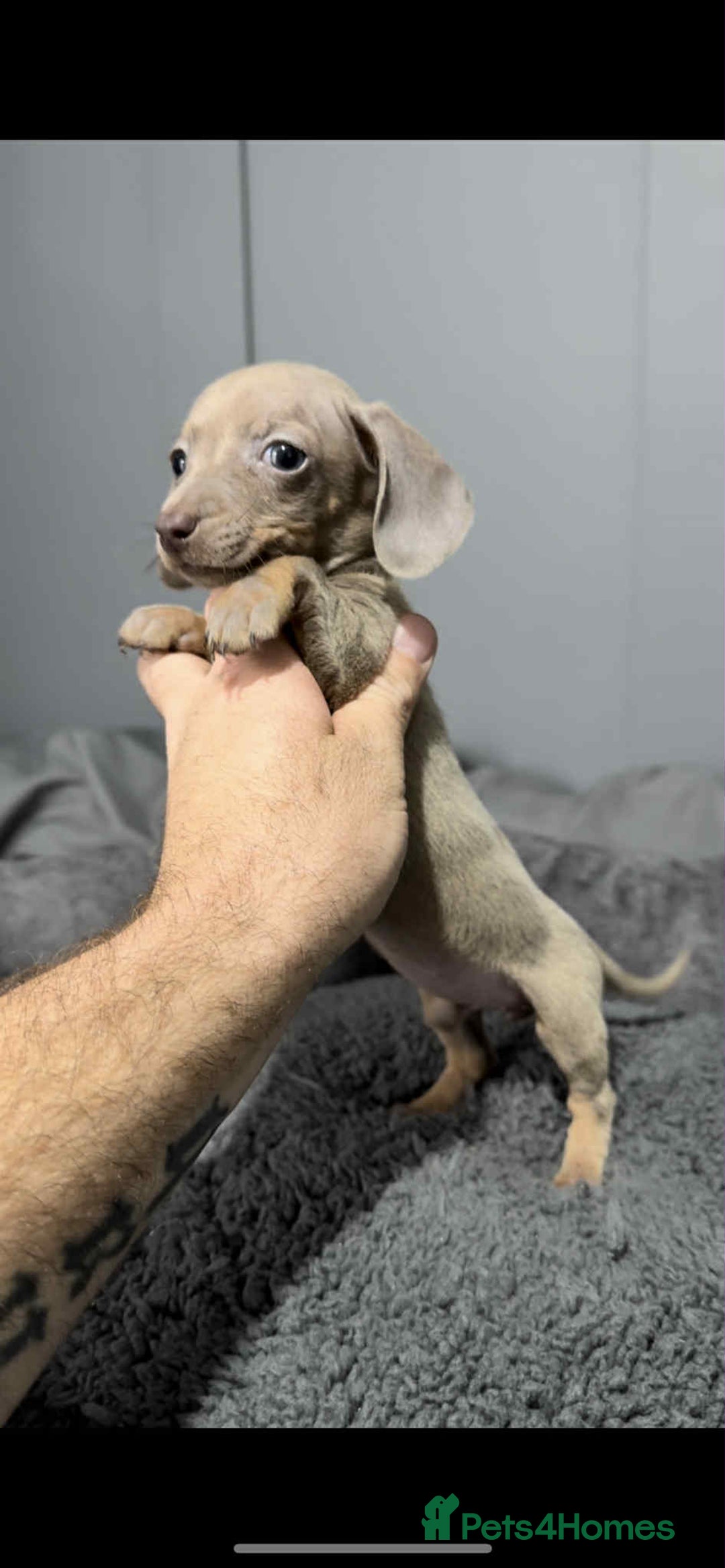 Miniature Dachshund dogs for sale: Miniature dachshund puppies   - Image 9