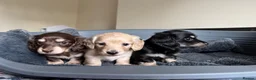 Dachshund dogs for sale: KC reg. Miniature longhair Dachshund Puppies   - Advert 3