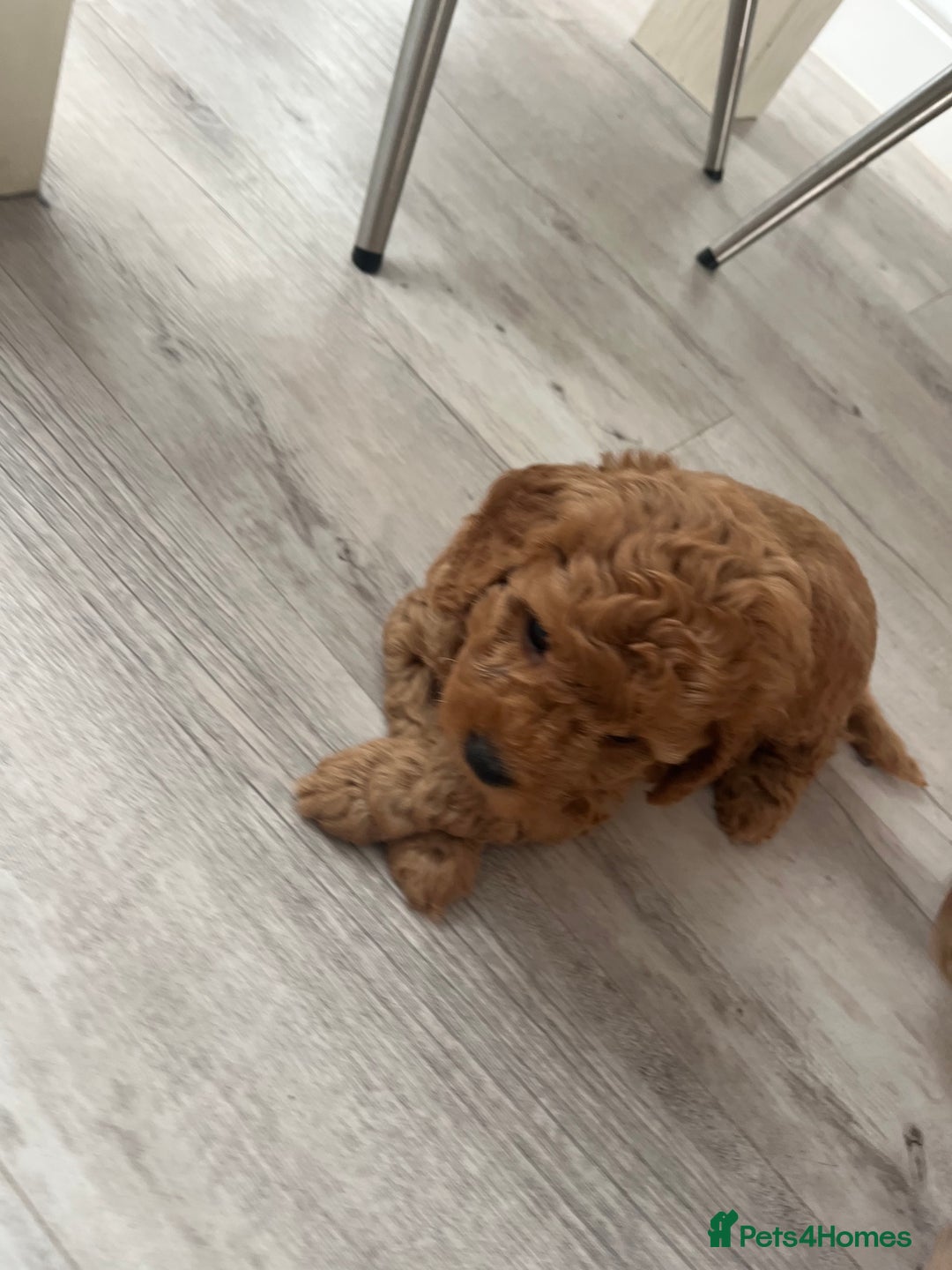 Cockapoo dogs for sale: Miniature f1b Cockapoo puppies DNA health checked - Image 8