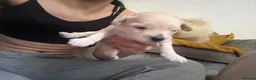 Maltipoo dogs for sale: maltipoo Puppy’s for sale in Brighouse  in Brighouse - Advert 4