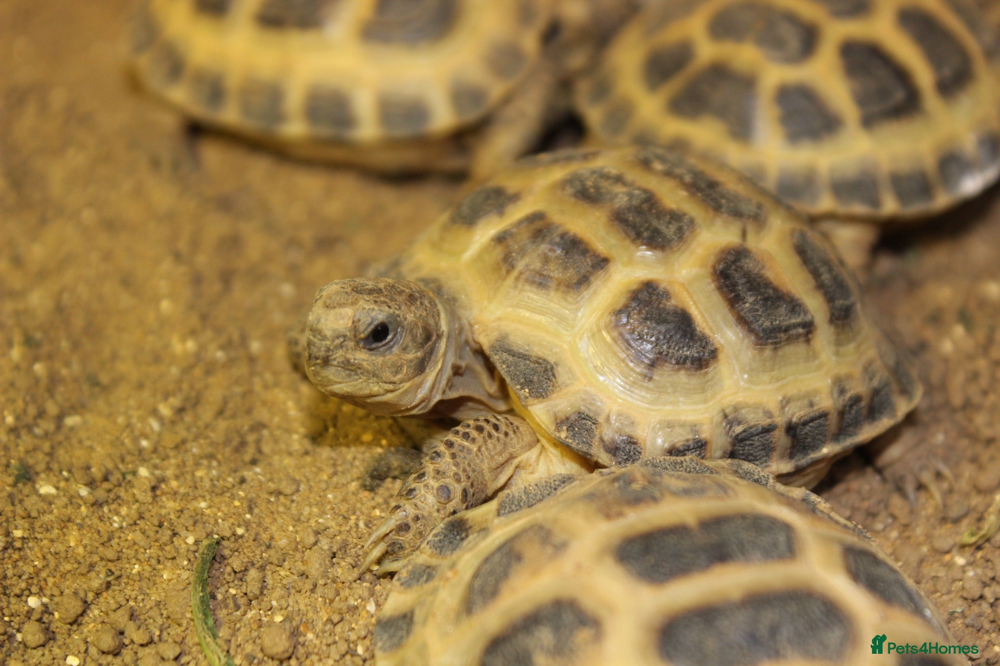 Tortoise reptiles Horsfield Hatchlings & Set Ups!! - Advert 1