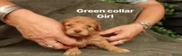 Labradoodle dogs for sale: Labradoodles Miniature/Midi Puppies Muliti Gen  - Advert 3