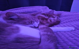 Mixed Breed cats for sale: 2 sweet brothers for sale  - Advert 3