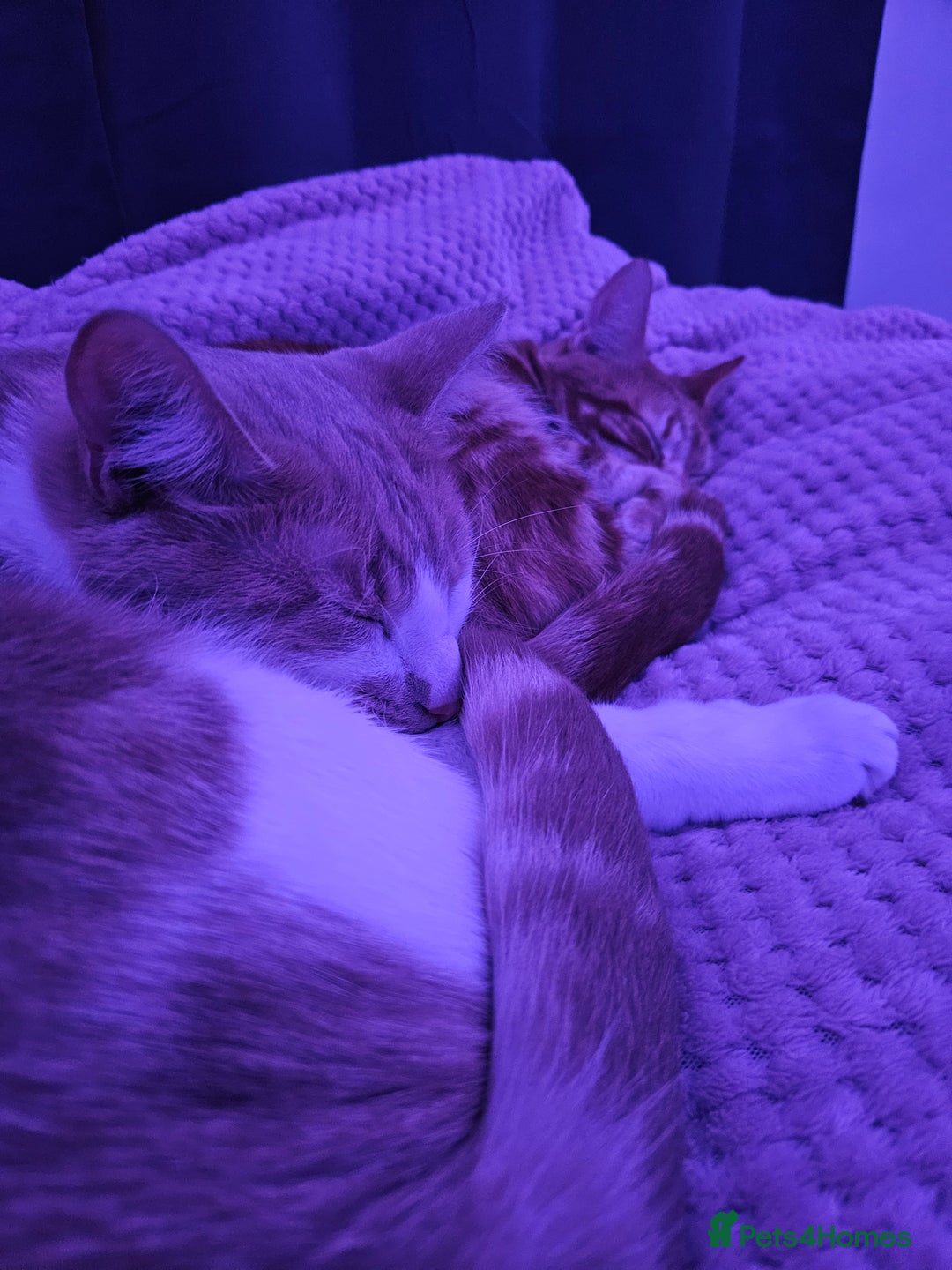 Mixed Breed cats for sale: 2 sweet brothers for sale  - Advert 3