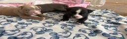American Bully dogs for sale: 🧬 STUNNING CHUNKY POCKET BULLYS 🏆  - Advert 18