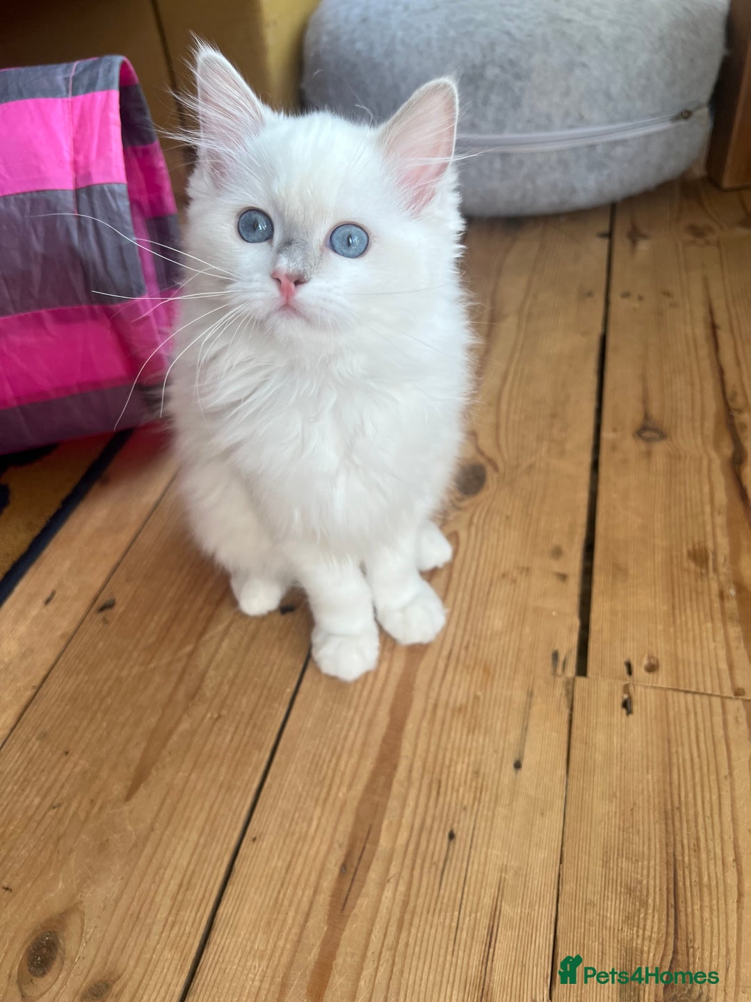 Ragdoll cats for sale: Beautiful Pedigree Ragdoll Kittens - Image 8