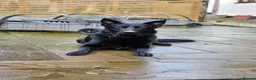 German Shepherd dogs for sale: Kc reg working line German shepherd pups in Barnsley - Advert 16