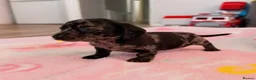 Mixed Breed dogs for sale: My beautiful Jack Russell X dachshund pups.  - Advert 10