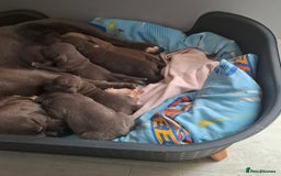 Mixed Breed dogs for sale: Classic American Bully  - Image 11