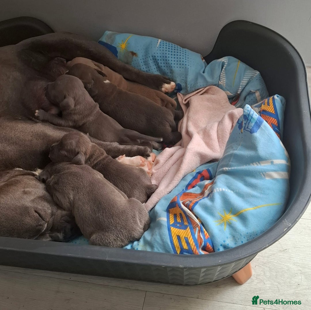 Mixed Breed dogs for sale: Classic American Bully  - Image 11
