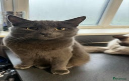 Russian Blue cats for sale: Beautiful loki - Advert 3