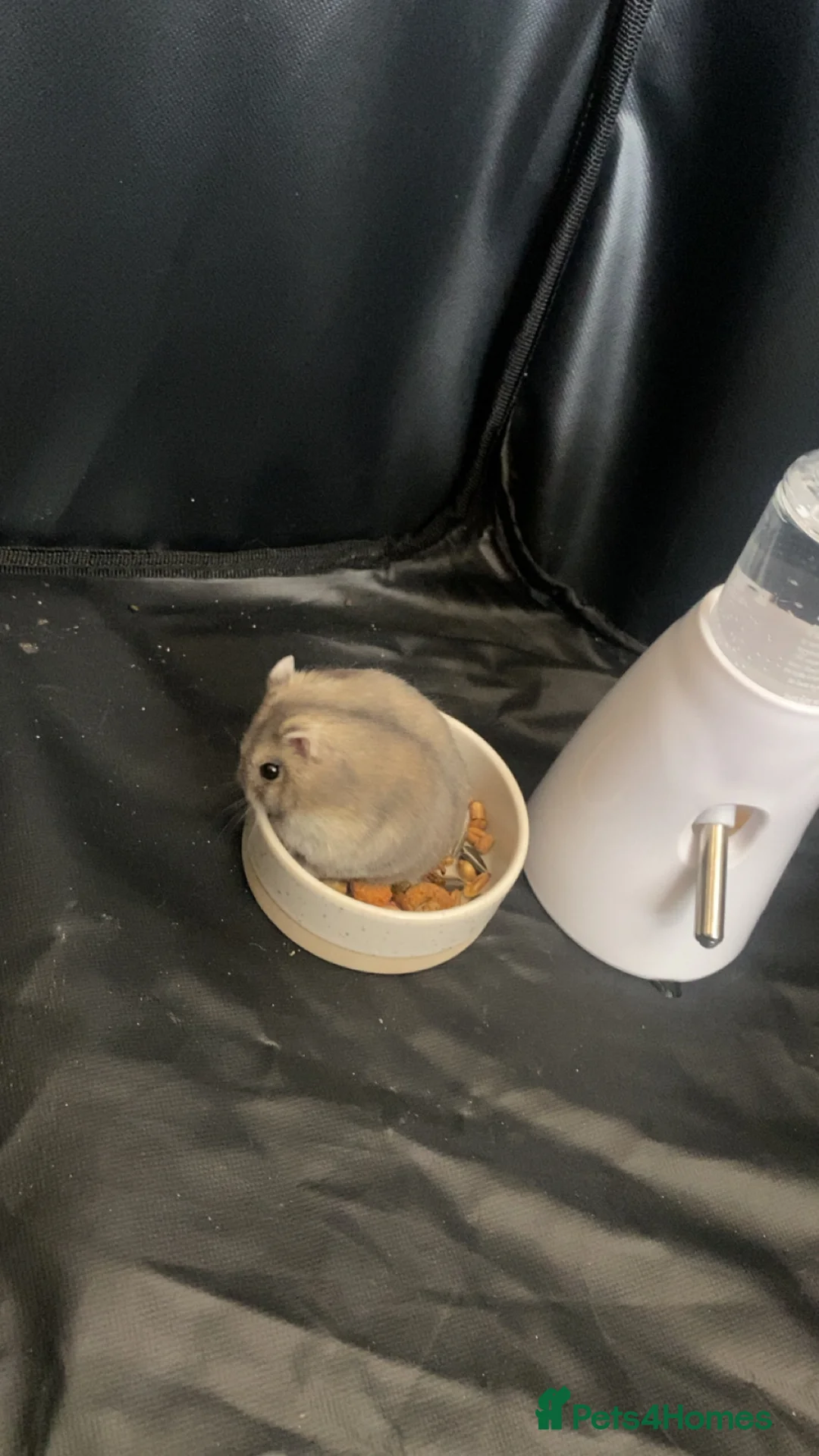 Hamster rodents for sale: male dwarf hamster  - Advert 4