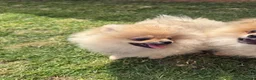 Pomeranian dogs for sale: Tiny Teddy Bear Face Cream Pomeranian Girl - Advert 3