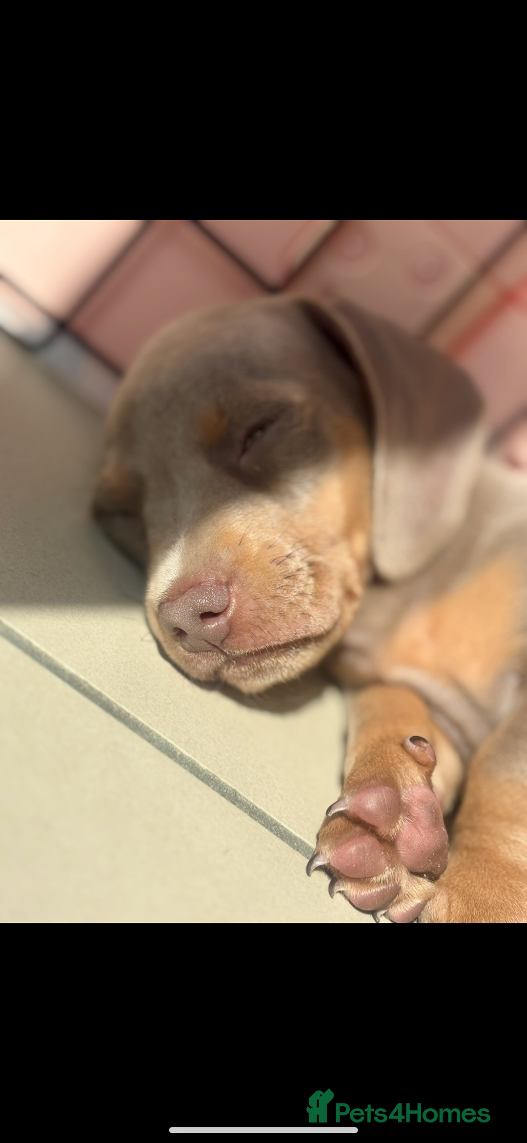 Miniature Dachshund dogs for sale: Beautiful Isabella tan puppies for sale  - Image 2