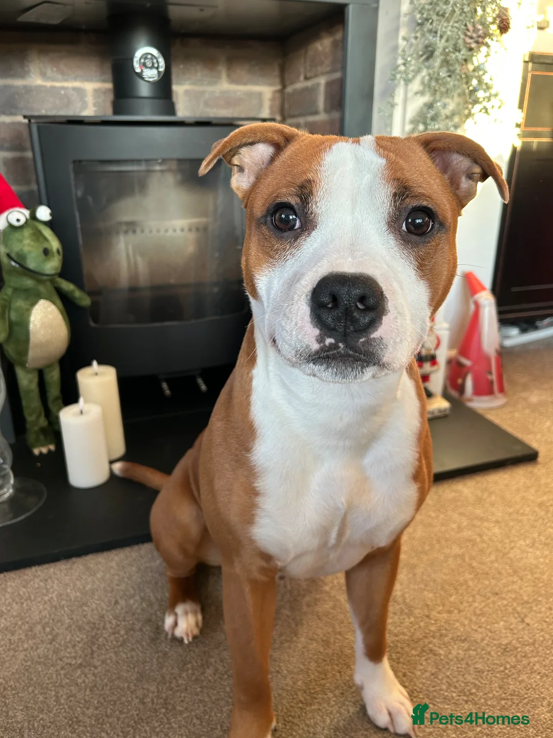 Staffordshire Bull Terrier dogs for stud: 1 year old pure staff for stud  in Sudbury - Advert 2