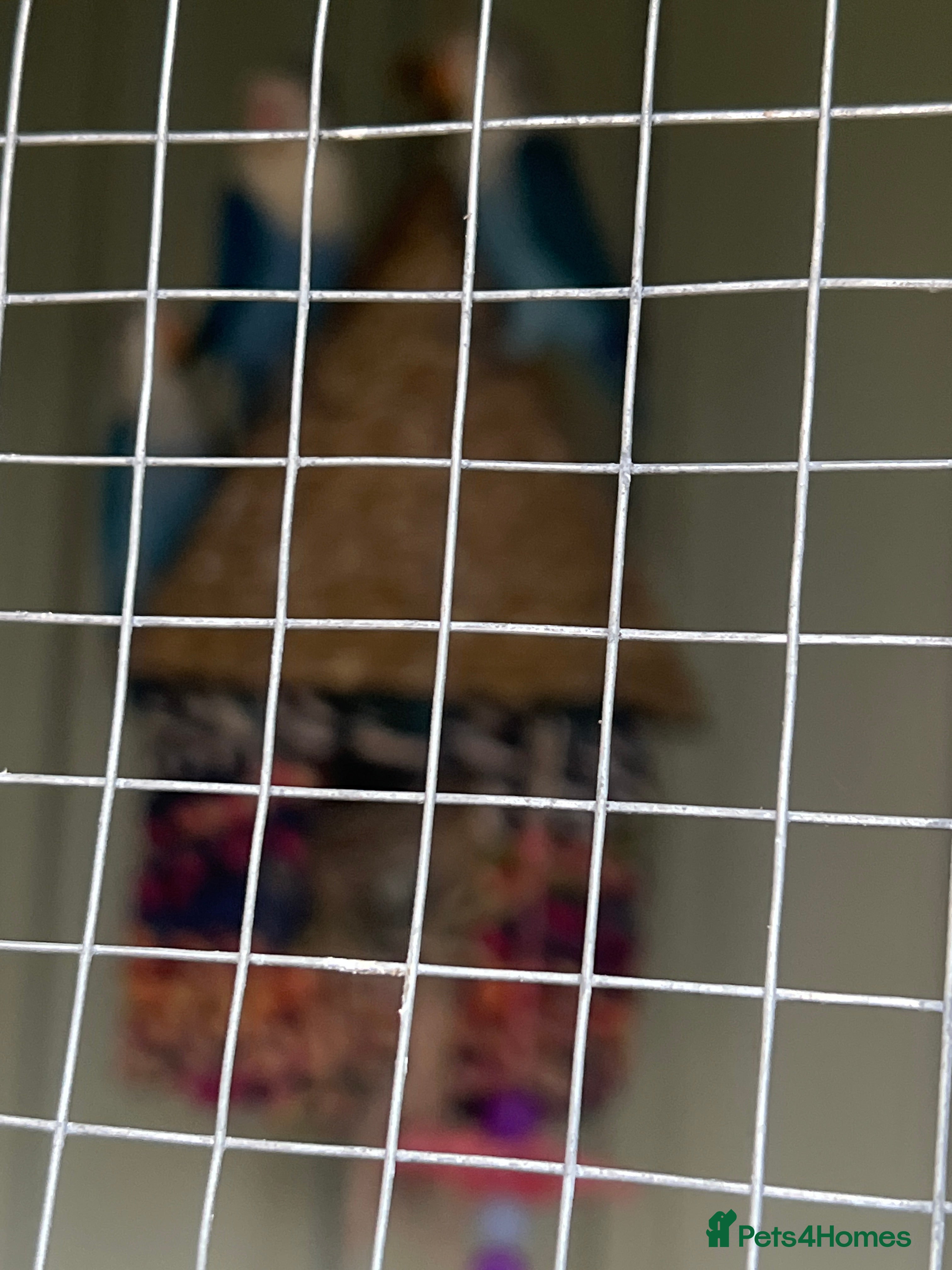 Lovebirds birds Love birds  - Advert 4