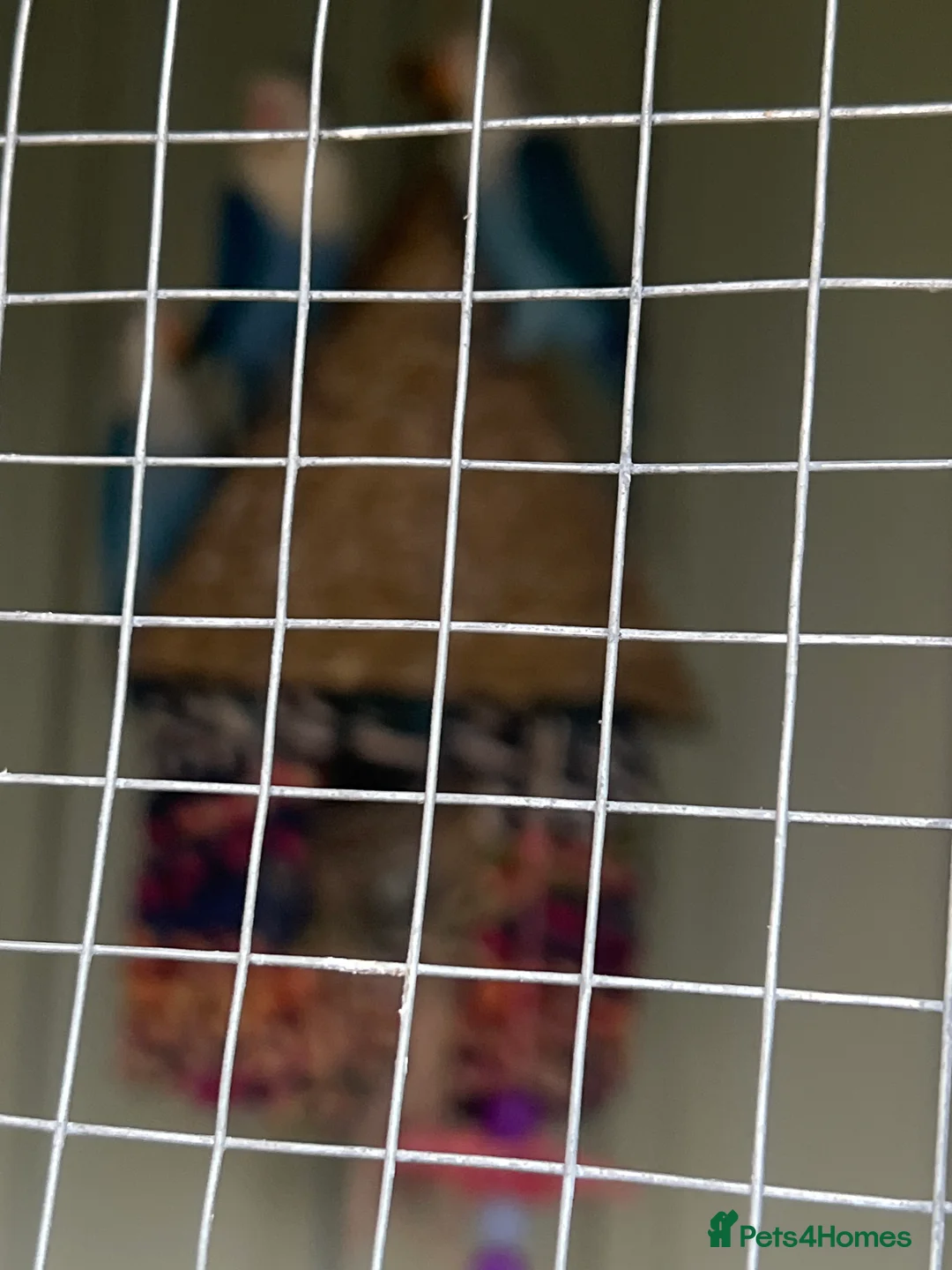 Lovebirds birds for sale: Love birds  - Advert 1