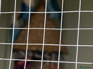 Lovebirds birds Love birds - Advert 1