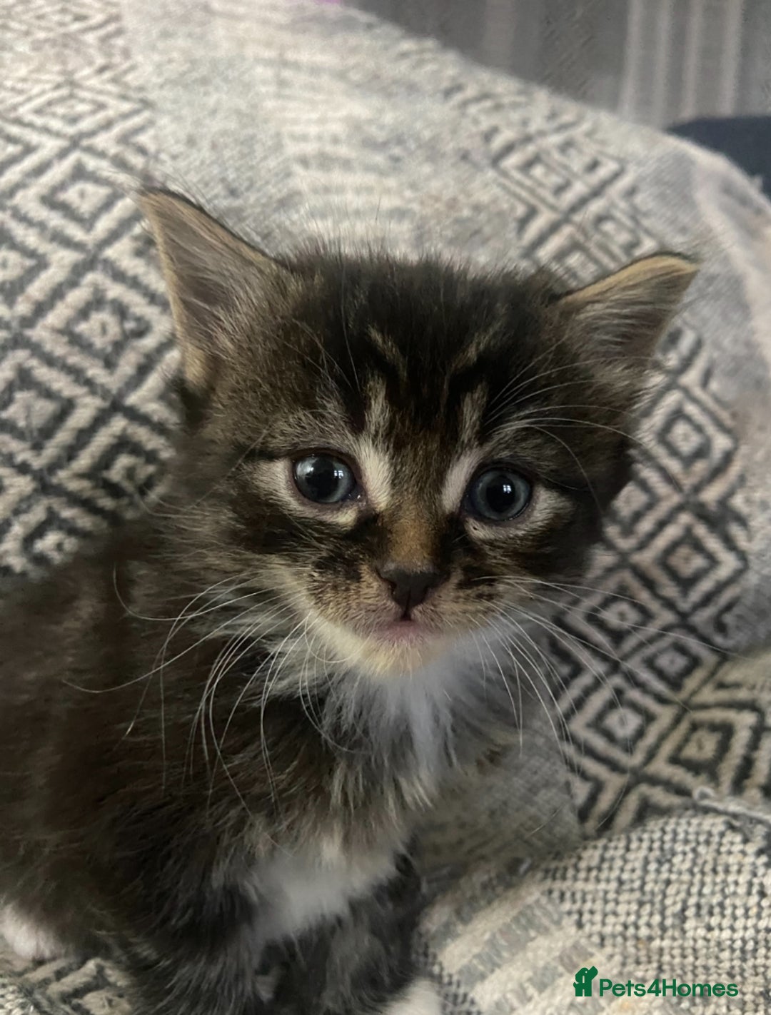 Maine Coon cats for sale:  3 Beautiful Maine coon mix kittens left for sale  - Advert 4