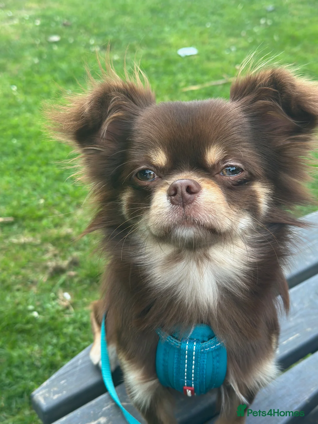 Chihuahua dogs for sale: Beautiful long haired chihuahua.  - Advert 1