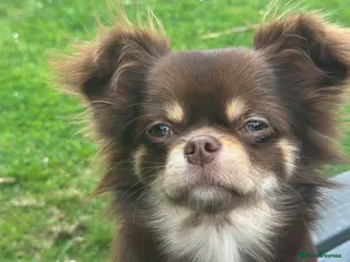 Chihuahua dogs Beautiful long haired chihuahua. - Advert 15