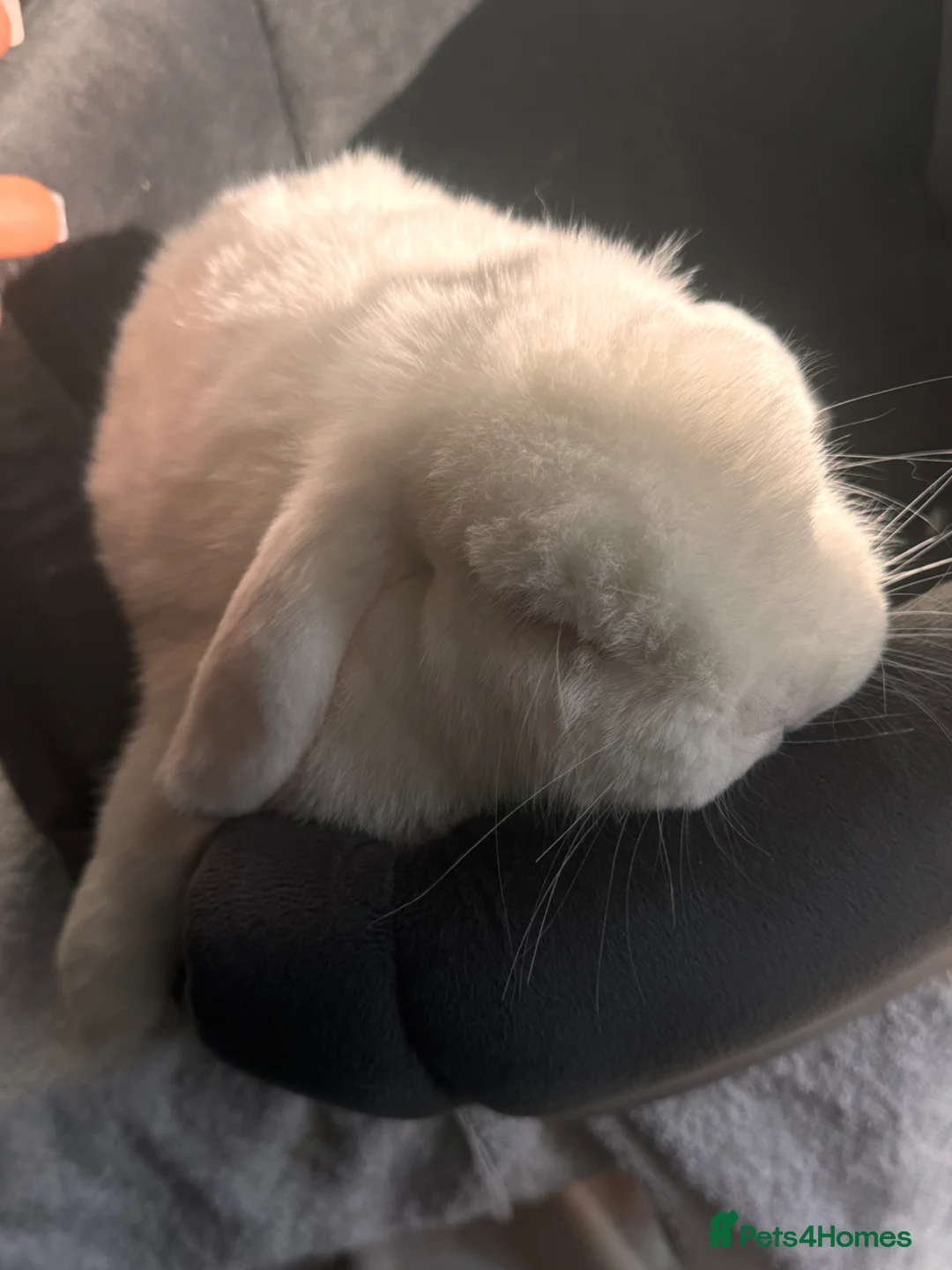 Mini Lop rabbits for sale: Lovely Bunny  in Derby - Advert 2